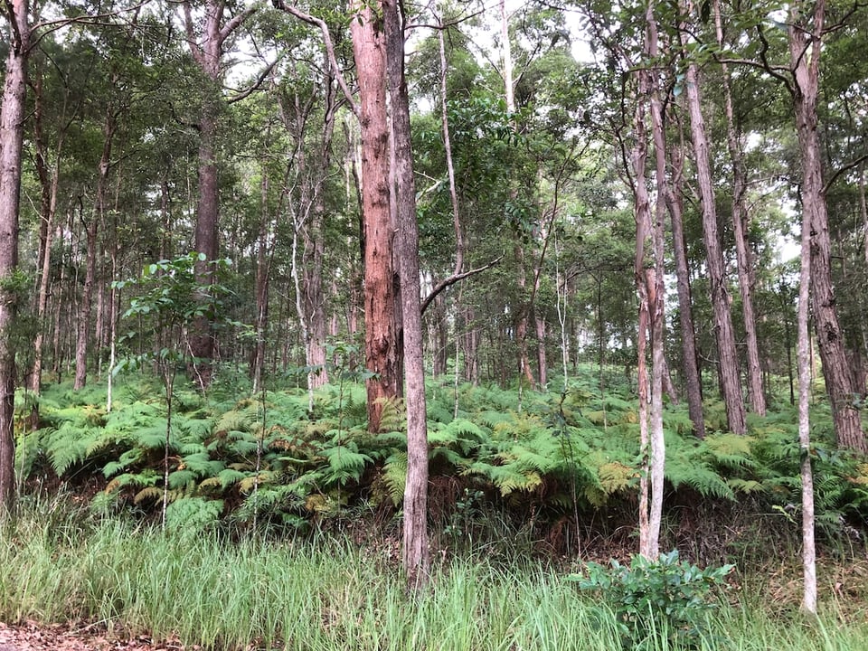 Photo of a Australian bushland with loads of ferns