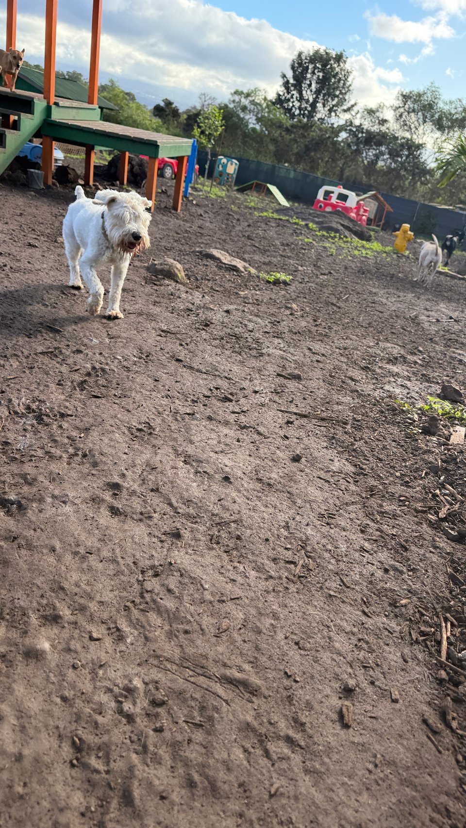 most of the photo shows a dirt fenced yard, with a piece of playground equipment in the background. Finn (a white schnauzer) appears about 2/3rs of the way up the photo, in the middle distance, running toward the camera.