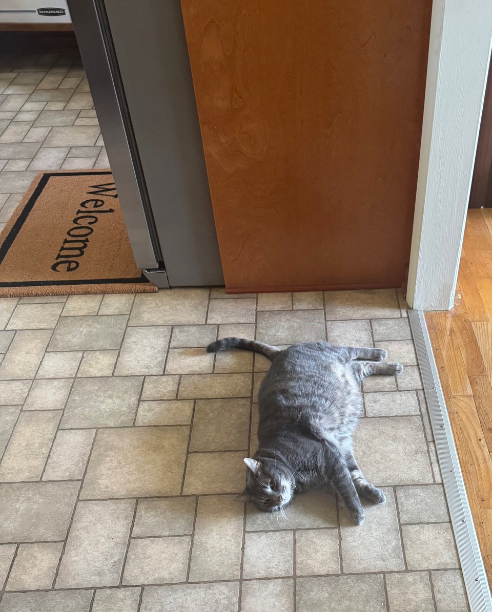 A very pudgy, grey tabby cat who has clearly never been paid attention to in his whole life is laying on the linoleum kitchen floor and blocking the way to the as yet un-named front room, which will in fact be a library with floor to ceiling shelves, THIS IS THE DREAM, PEOPLE. Also there is a welcome mat in front of the fridge, but Potato is not actually welcome in the fridge, even if he is a little food-motivated living couch pillow. 