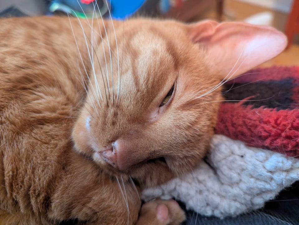 Kosmas the orange tabby cat has his head pillowed on his paws. Part of a computer mouse is just visible behind him.