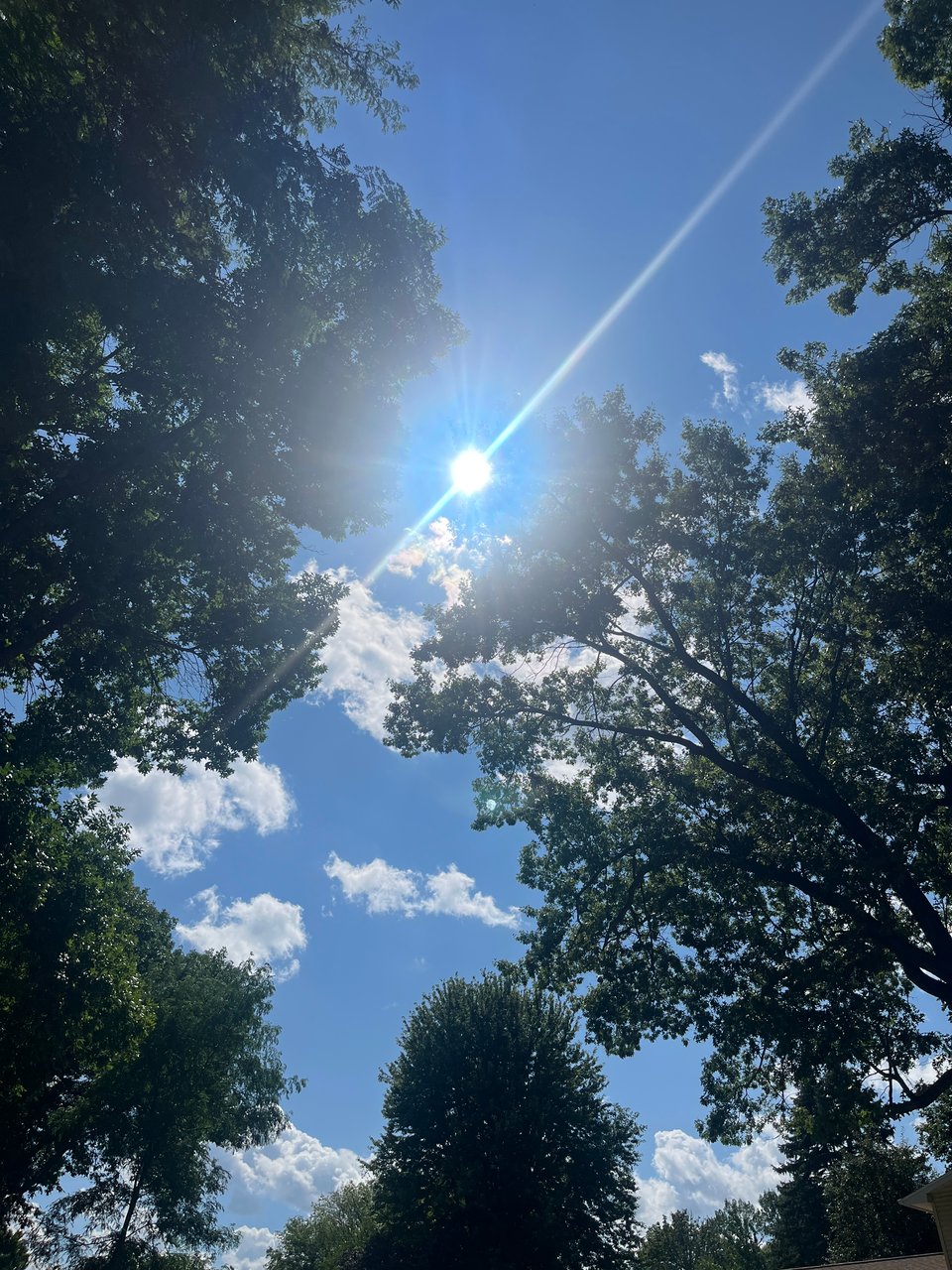 bright sun framed by dark green branches and white clouds in blue sky