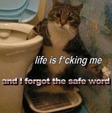 A cat near a toilet with the text "life is effing me and I forgot the safe word"