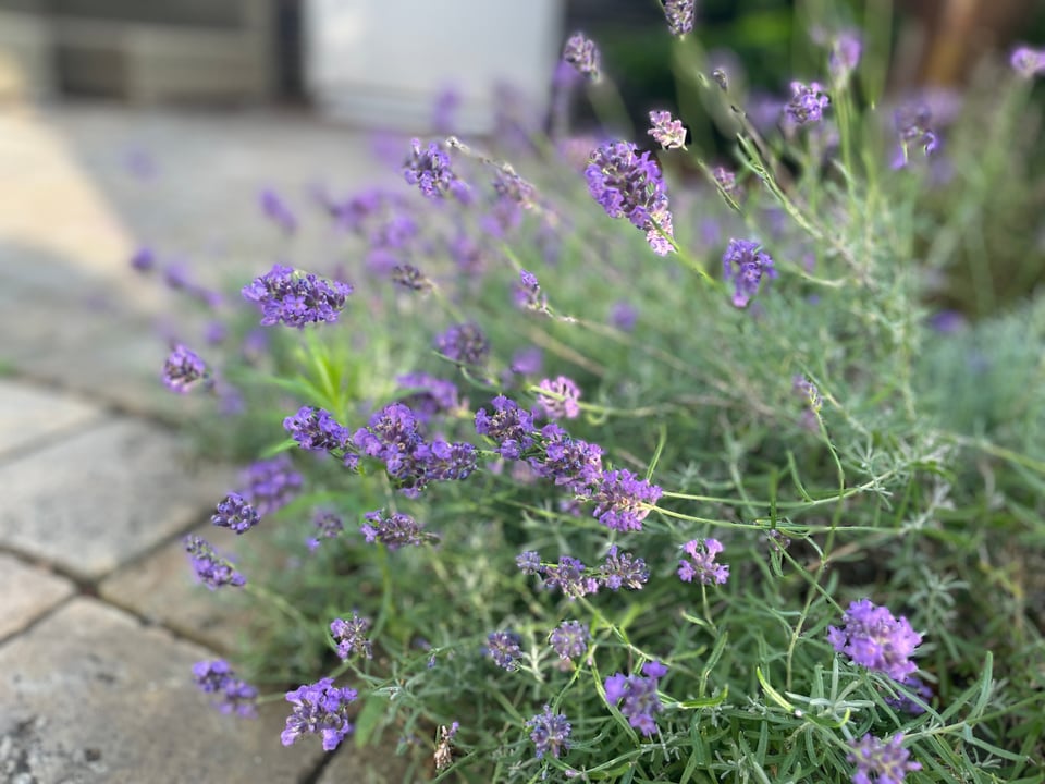 A lavender bush in full bloom is shown next to tiles on a patio.