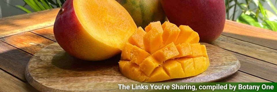 A mango, for no readily apparent reason. It's 10pm and I'm stuck for ideas.