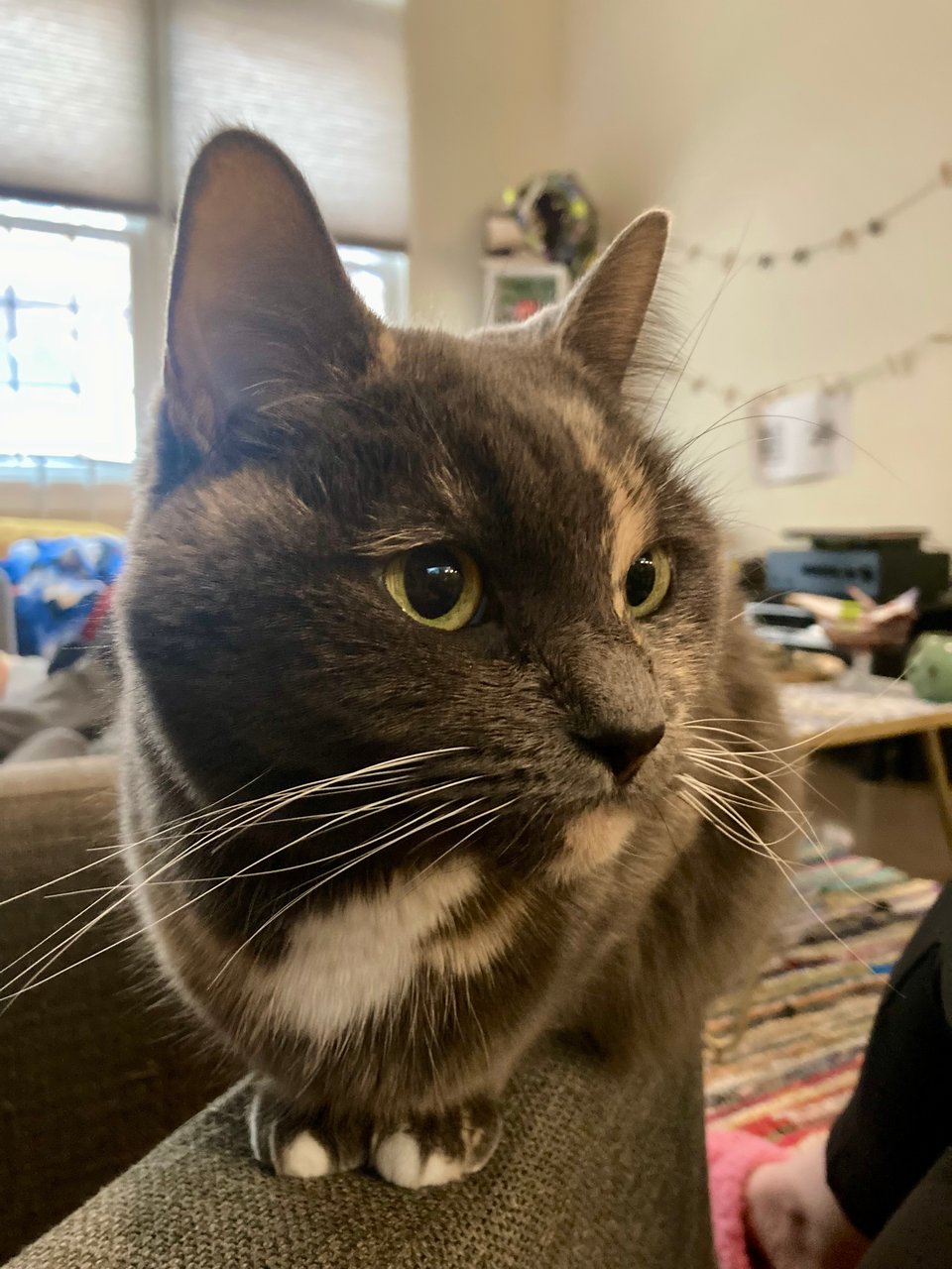 a gray dilute tortie cat perched on the arm of a sofa, looking sassy.