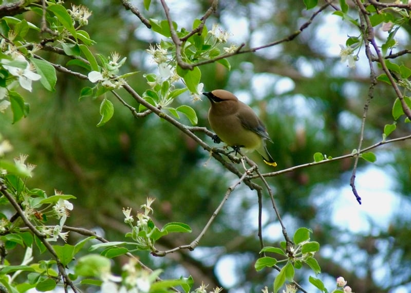A cedar waxwing feasts on apple blossoms. It won’t be long before we see lots of scenes like this in the park, home to several apple trees. / Photo by Bruce Ause