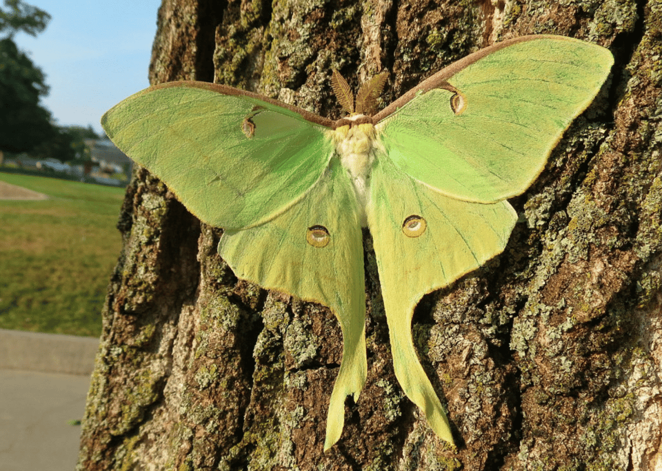 a luna moth