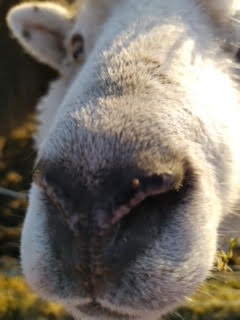 Close up of Luke the sheep's nose, trying to give Bundersnoot a big old kiss.