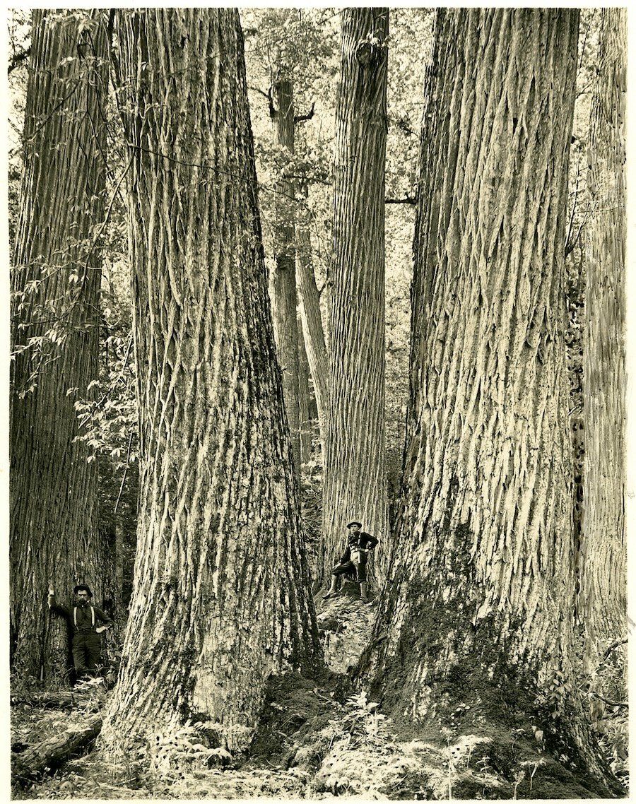Nineteenth century photo of two loggers posing in front of huge American chestnut trees
