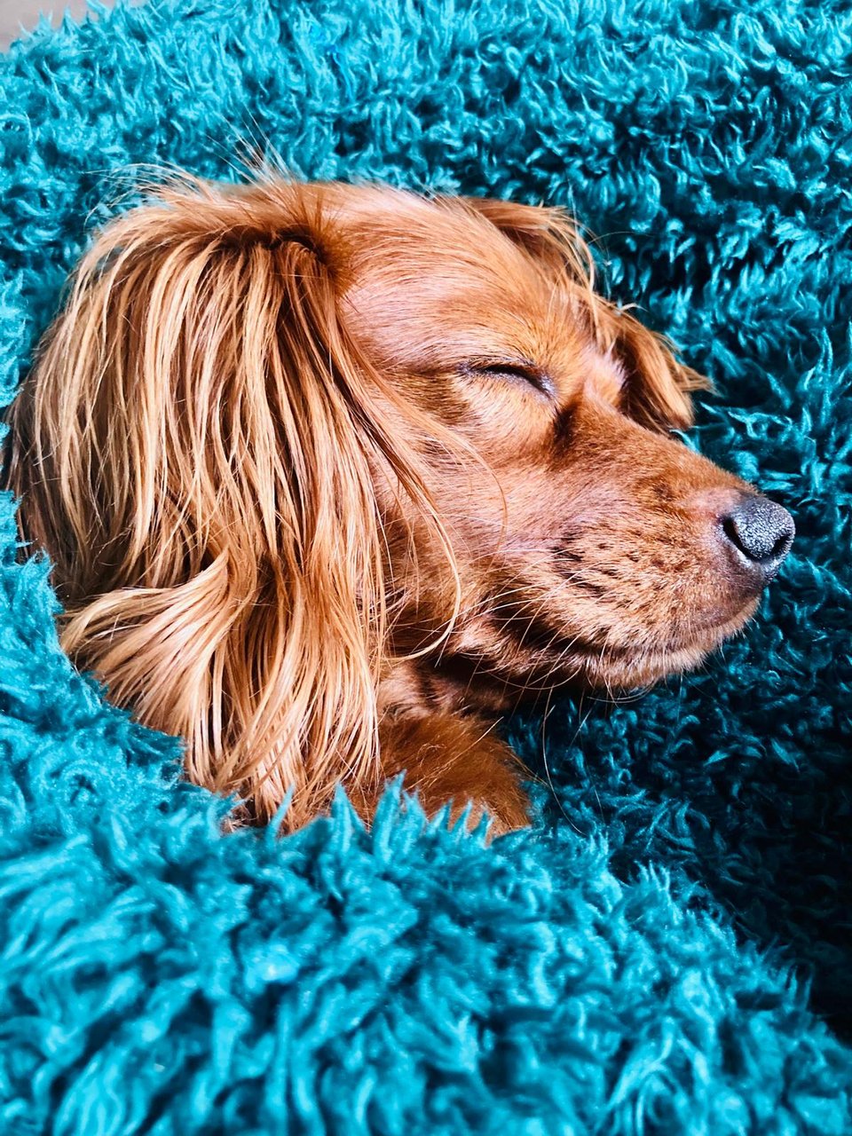Radio, asleep on turquoise blankets.