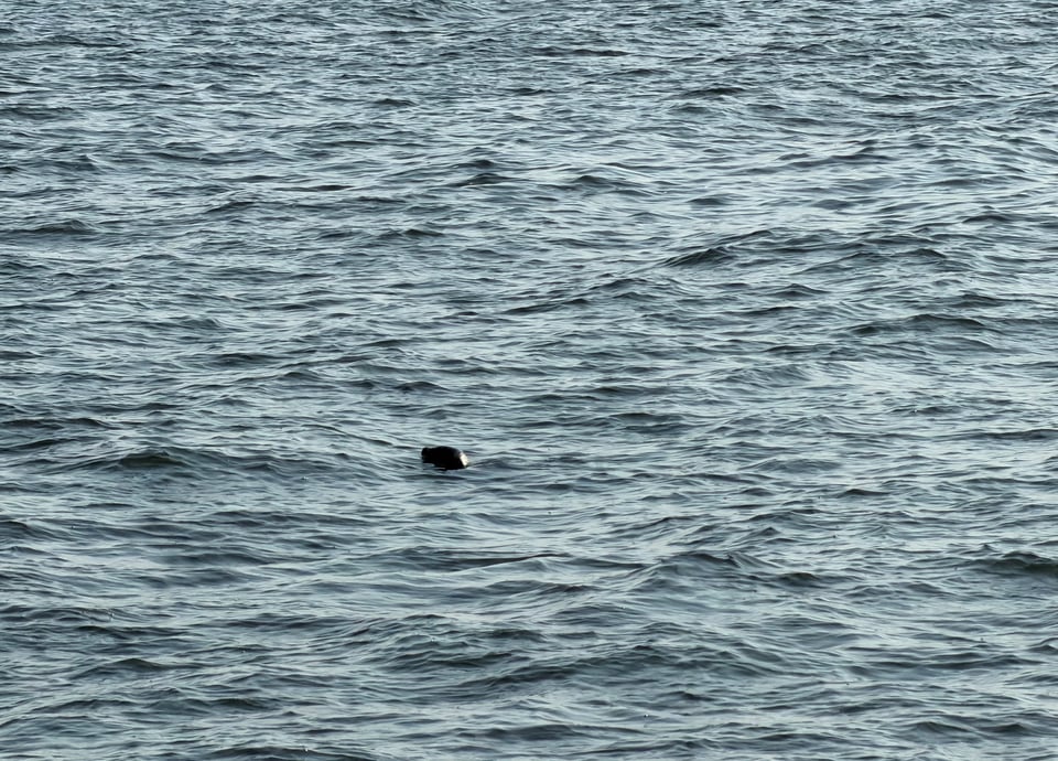 a photo of a distant seal in the ocean