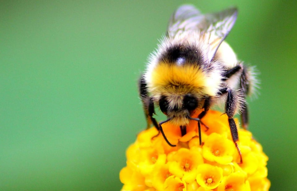 close up photo of a bee collecting nectar from a round yellow flower against a green background