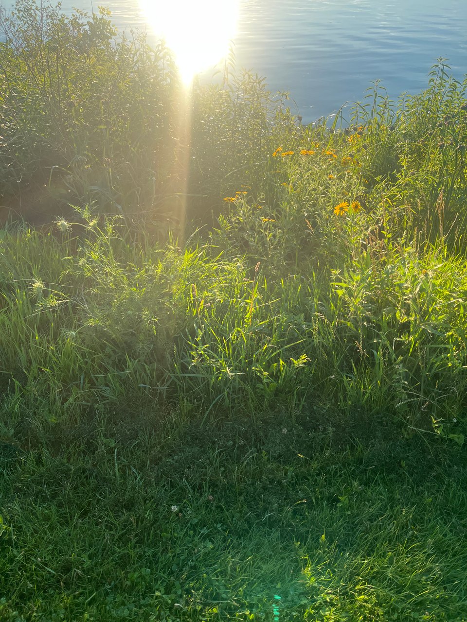 bright sun bleeding into a lakeshore view of flowers and long grasses