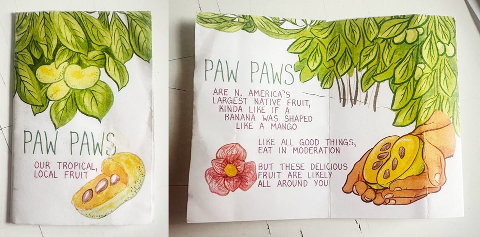 A tiny minicomic about pawpaws. The open spread reads Pawpaws are N. America's largest native fruit, kinda like if a banana was shaped like a mango. Like all good things, eat in moderation. But these delicious fruit are likely all around you!