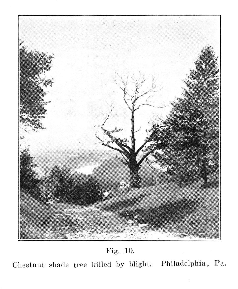 Chestnut shade tree killed by blight