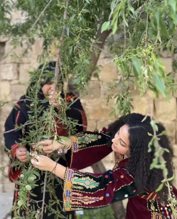 Behind olive tree branches, two women in traditional Palestinian dress picking olives