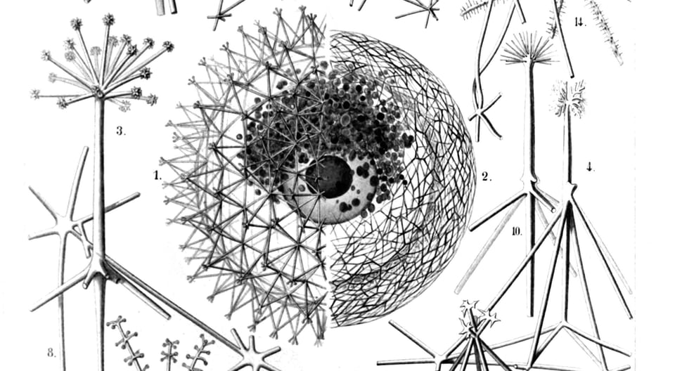 Radiolarian structures