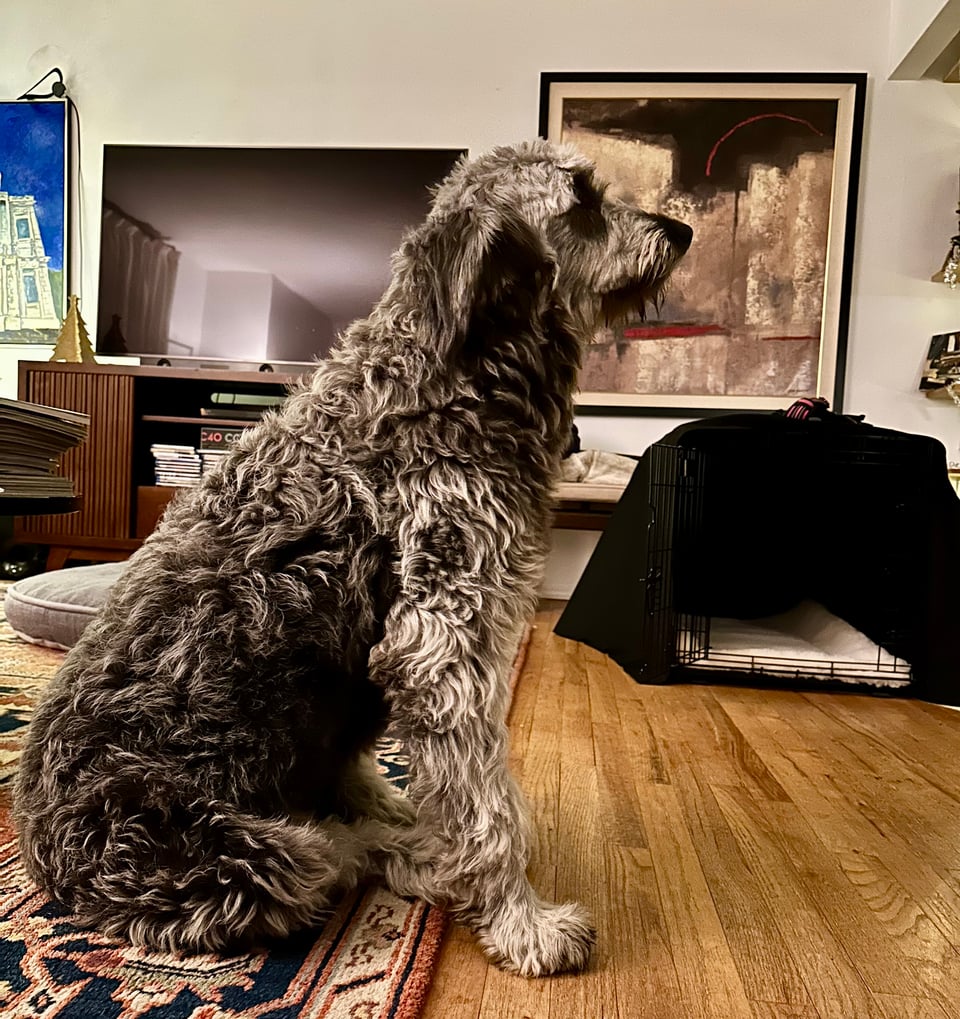 photo of extremely fluffy gray Aussiedoodle sitting on a carpet in a living room