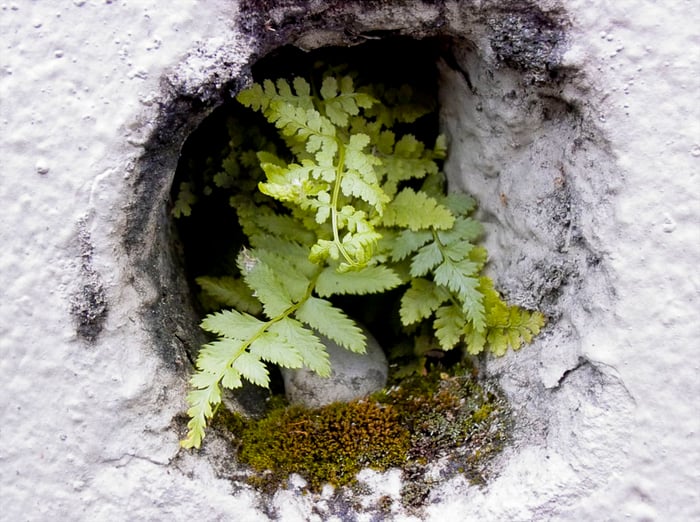 A photograph of a hole in a heavily painted concrete wall, filled with moss and a surprisingly large fern.