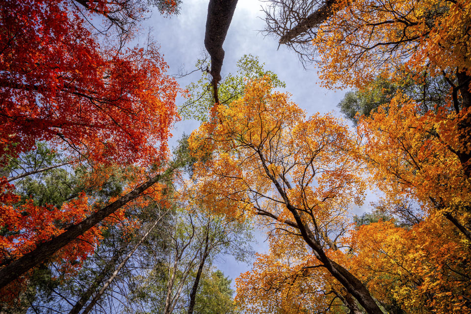 trees and leaves turn to brown during the fall