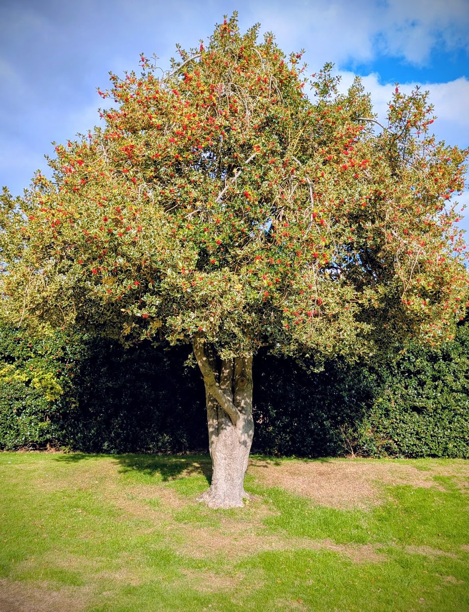 Handsworth Holly Tree, the Old Rectory