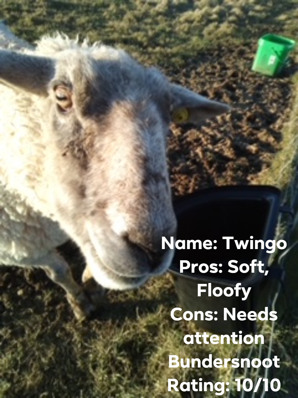 Picture of a sheep with the following text: Name: Twingo Pros: Soft, Floofy Cons: Needs attention Bundersnoot Rating: 10/10