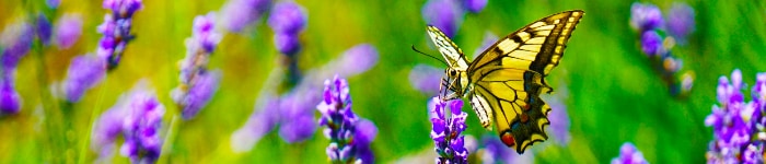 a butterfly on lavender