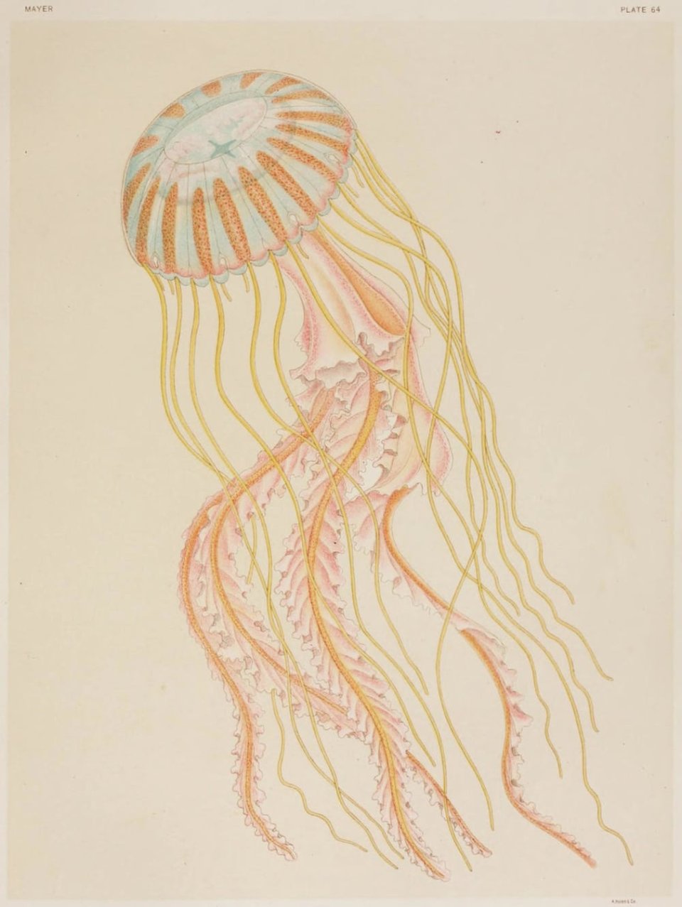 Illustration of a jellyfish