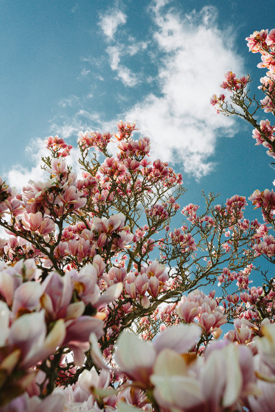 A view of blooming magnolia flowers against a vibrant blue sky with fluffy white clouds.