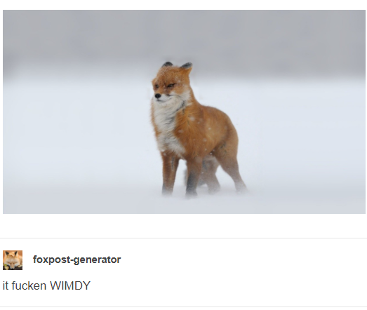a red fox in a very windy situation, with text from user foxpost-generator stating "if fuckin WIMDY"