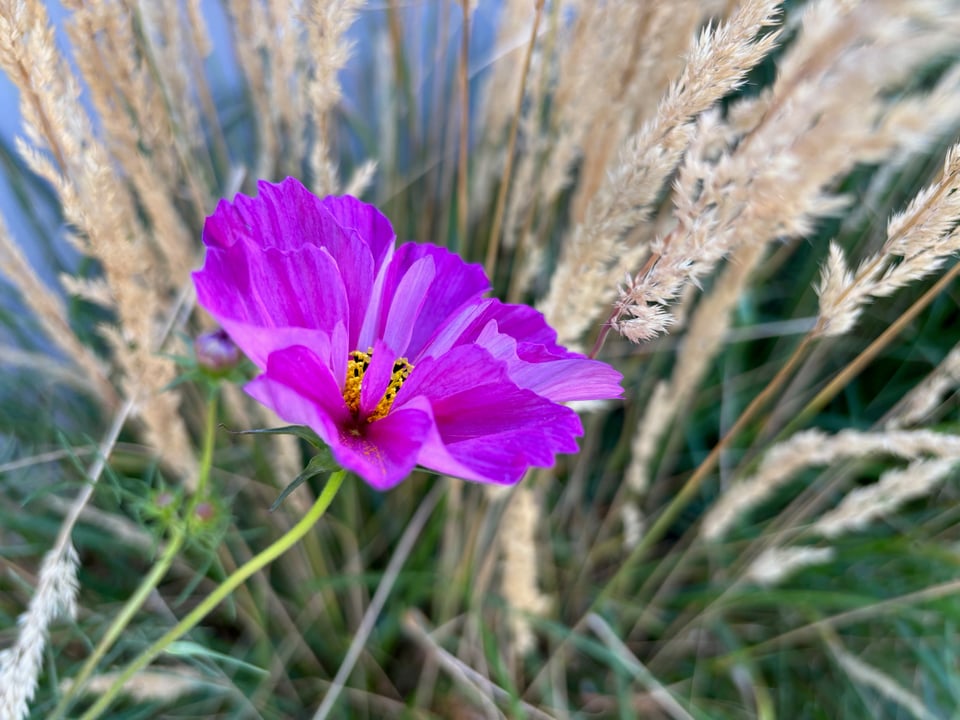 Purple cosmo with some wheaten grass