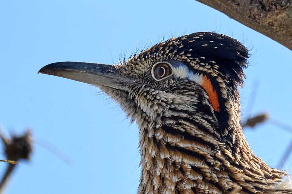 Bird with long beak and a blue/red streak behind its eye