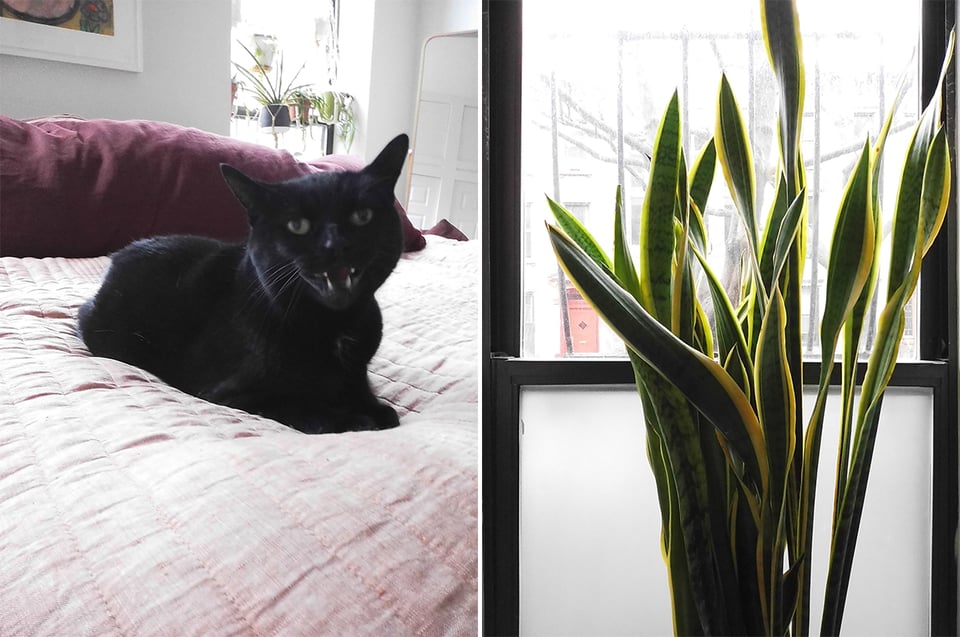 Two digital Instax images: left, a black cat mid-hiss on a light-pink bedspread; right, a plant growing stalks in front of a window