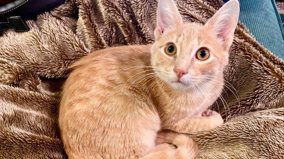 An orange and white tabby kitten curled up on a grey furry throw blanket, looking to the upper left.