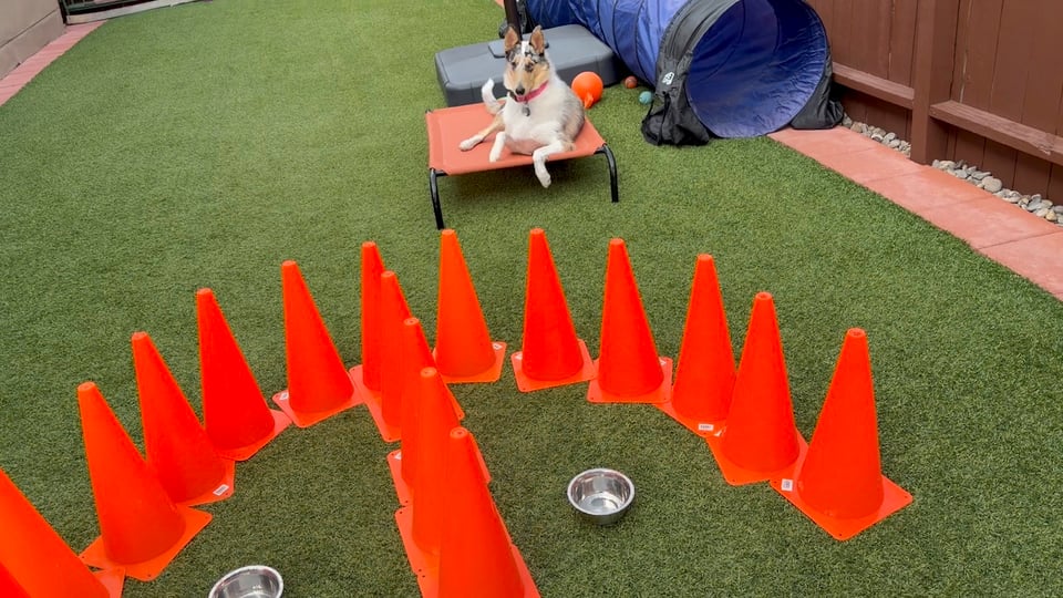 Opal the smooth collie on her cot waiting for Vito's Game to begin. In front of her are many cones in the shape of an arc, with treat bowls inside the arc.