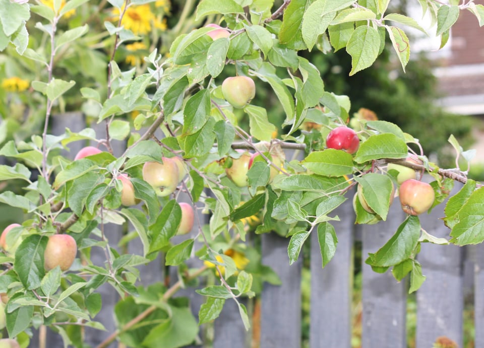 a branch of ripening apples against a grey fence