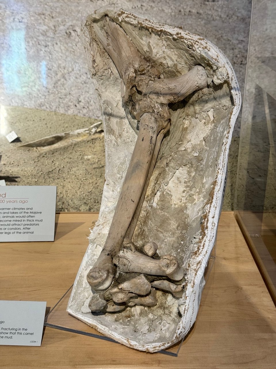 The lower back leg of a fossil camel that died on a dry lake more than 11,000 years ago, the lower bones scrungled and broken.