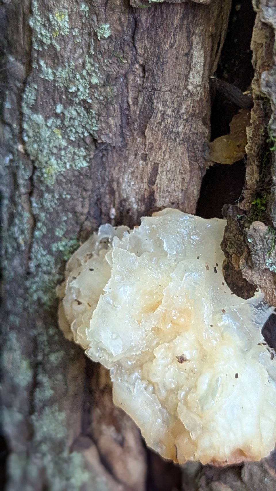An off-white ruffly mushroom that is somewhat translucent and glistening hanging in leaf-like flaps on a log.
