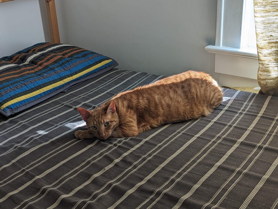 A striped cat lies on a striped mattress cover by a striped pillow, with sunlight beaming from a window behind a gold silk curtain.