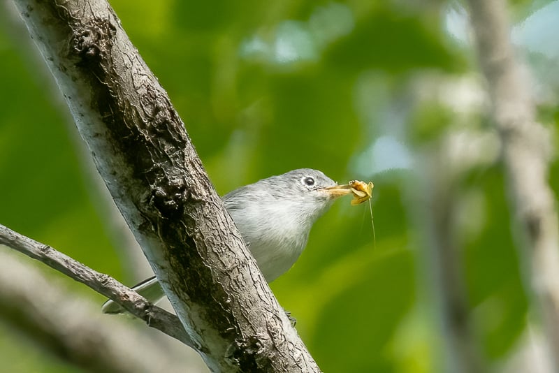 A Blue-gray Gnatcatcher happily grasps its meal, a mayfly (yep, mayflies aren’t just here in May, but throughout the summer). / Photo by Earl Bye.