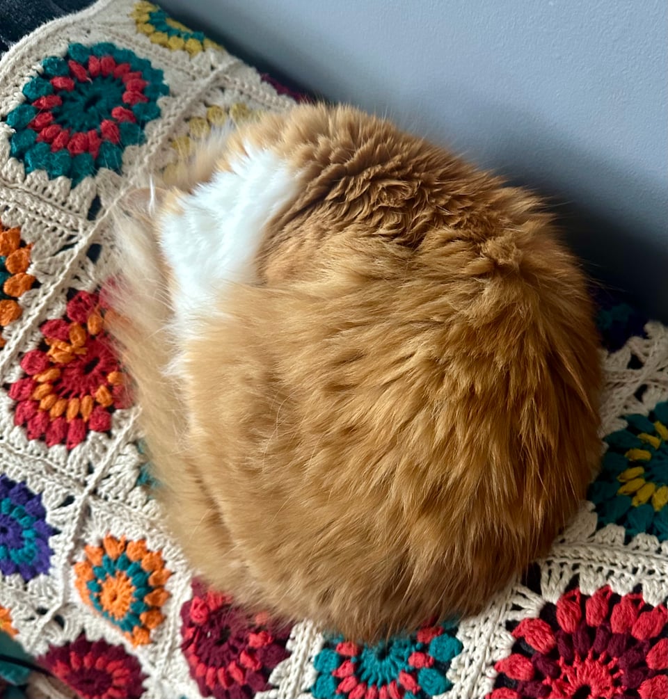 a fluffy orange and white cat rolled into a fuzzy little ball