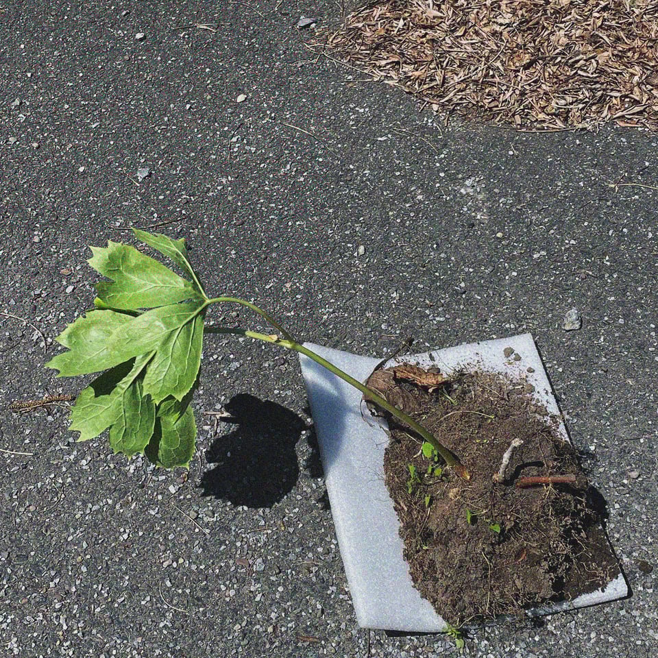 a very fresh plant start clings to life in a pile of dirt held by a sheet of styrofoam on a gravel driveway