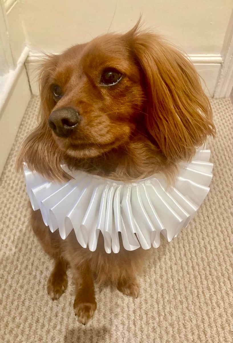 A cute dog in an Elizabethan ruff.