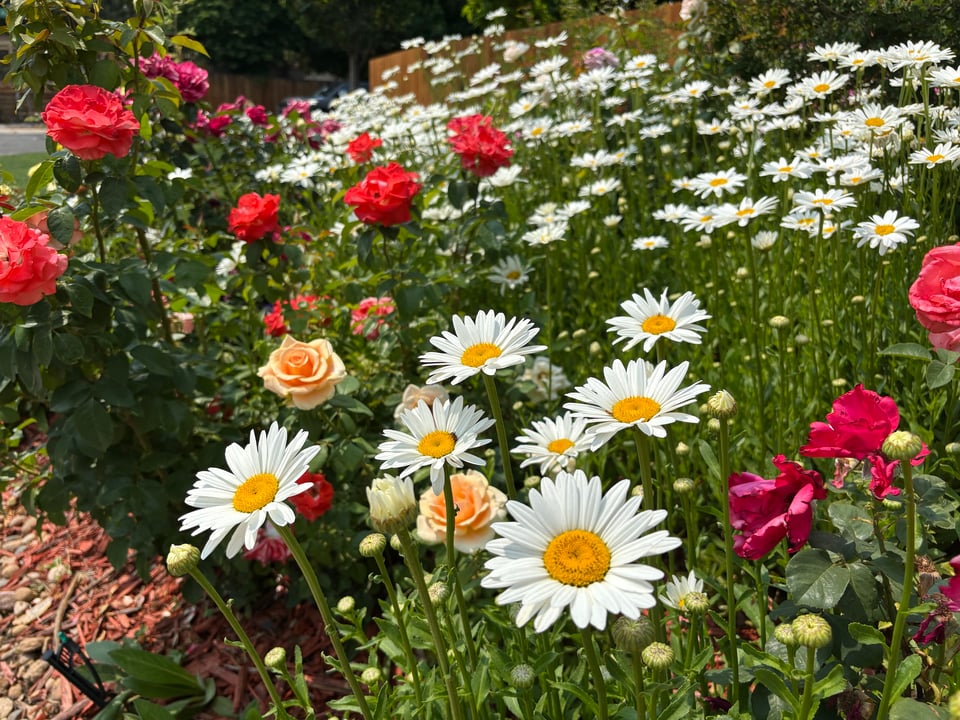 An abundance of daisies and roses on the side of the road