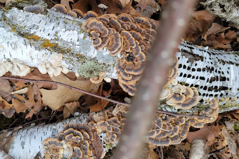 Gilled mushrooms won’t make their appearance for a few more weeks, but you can start looking for pretty early polypore fungi now. These fresh turkey-tails (Coriolus versicolor) growing on a woodpecker-decorated birch log were spotted in the woods near a park trail in early February. / Photo by Pamela Miller