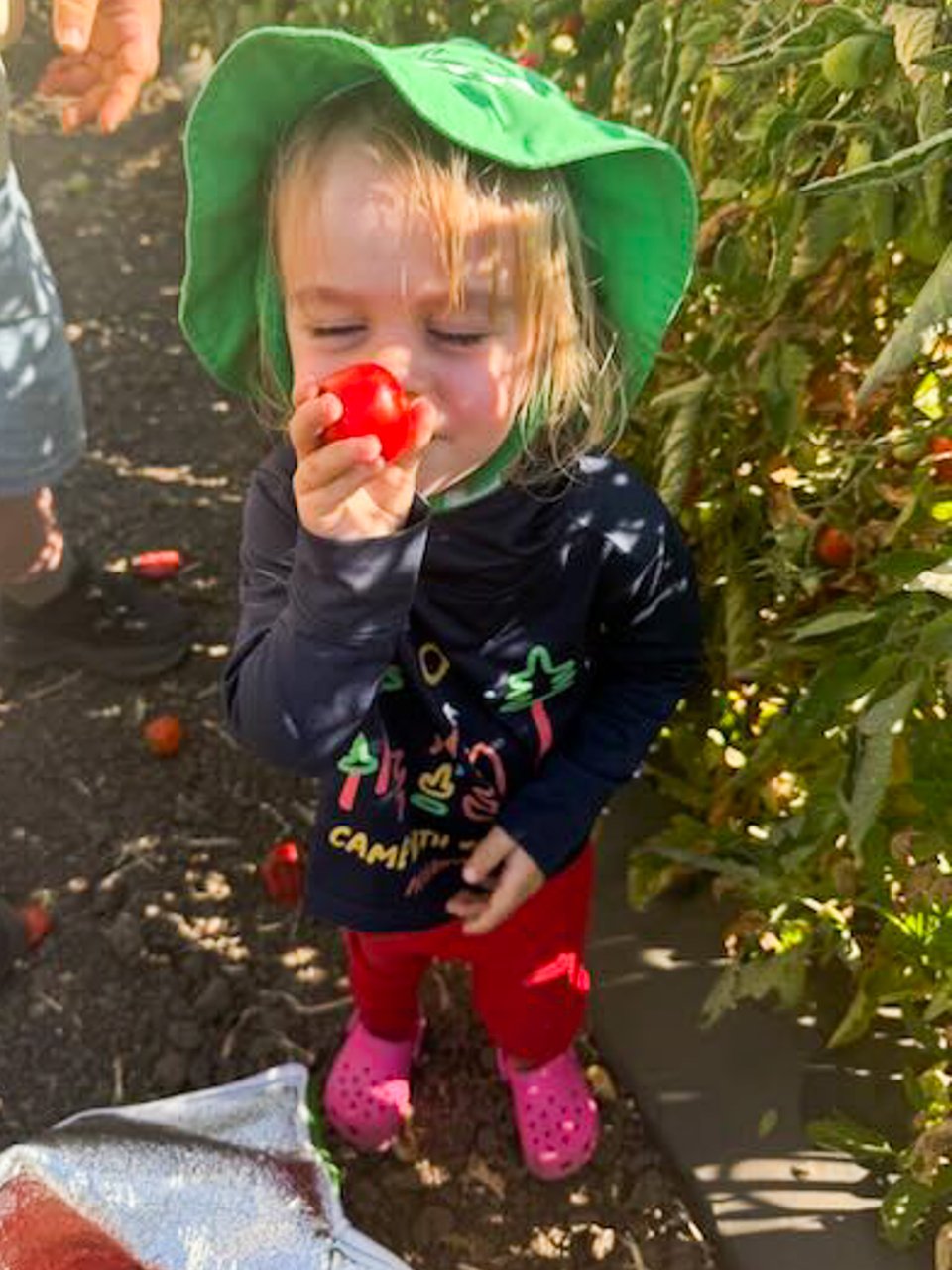 A toddler in a green hat, dark blue sun shirt, bright red pants and bright pink crocs holds up a tomato to his nose and smiles appreciatively, while standing in a field of tomato plants