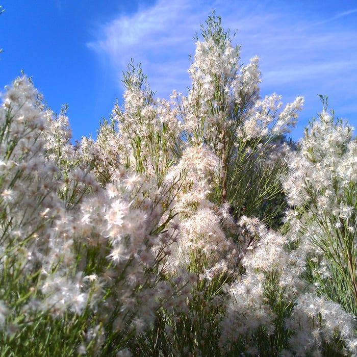 A photo of a tight cluster of thinly stemmed plants blown to seed, so they are topped by thick bundles of fuzzy white stars. The sky is shockingly blue behind them.