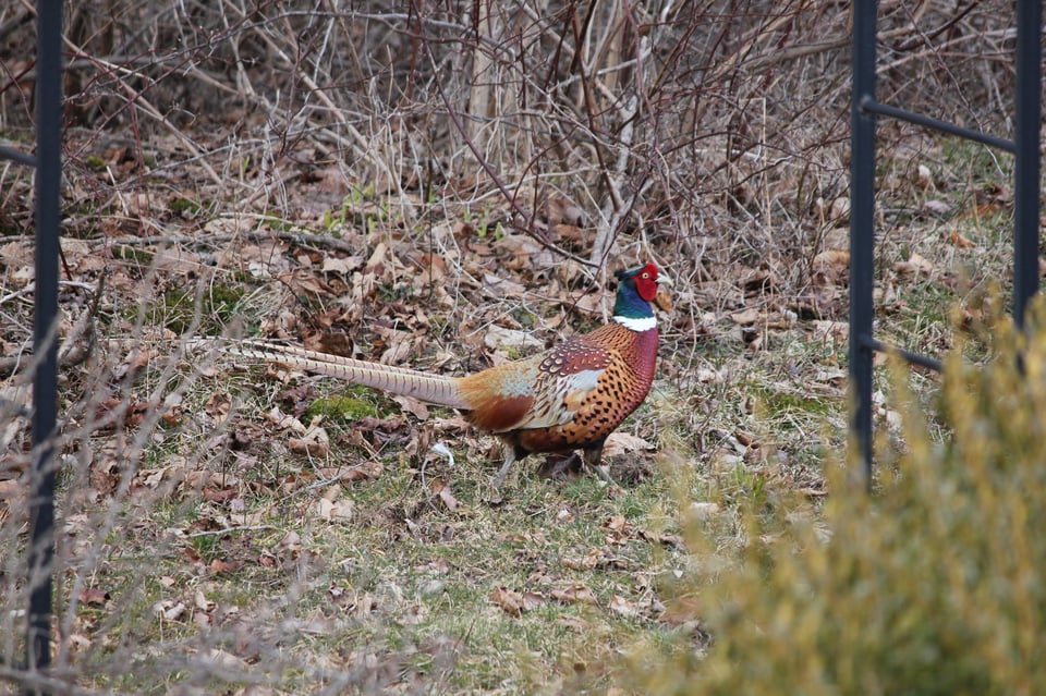 Colorful male pheasant in early spring, Nova Scotia