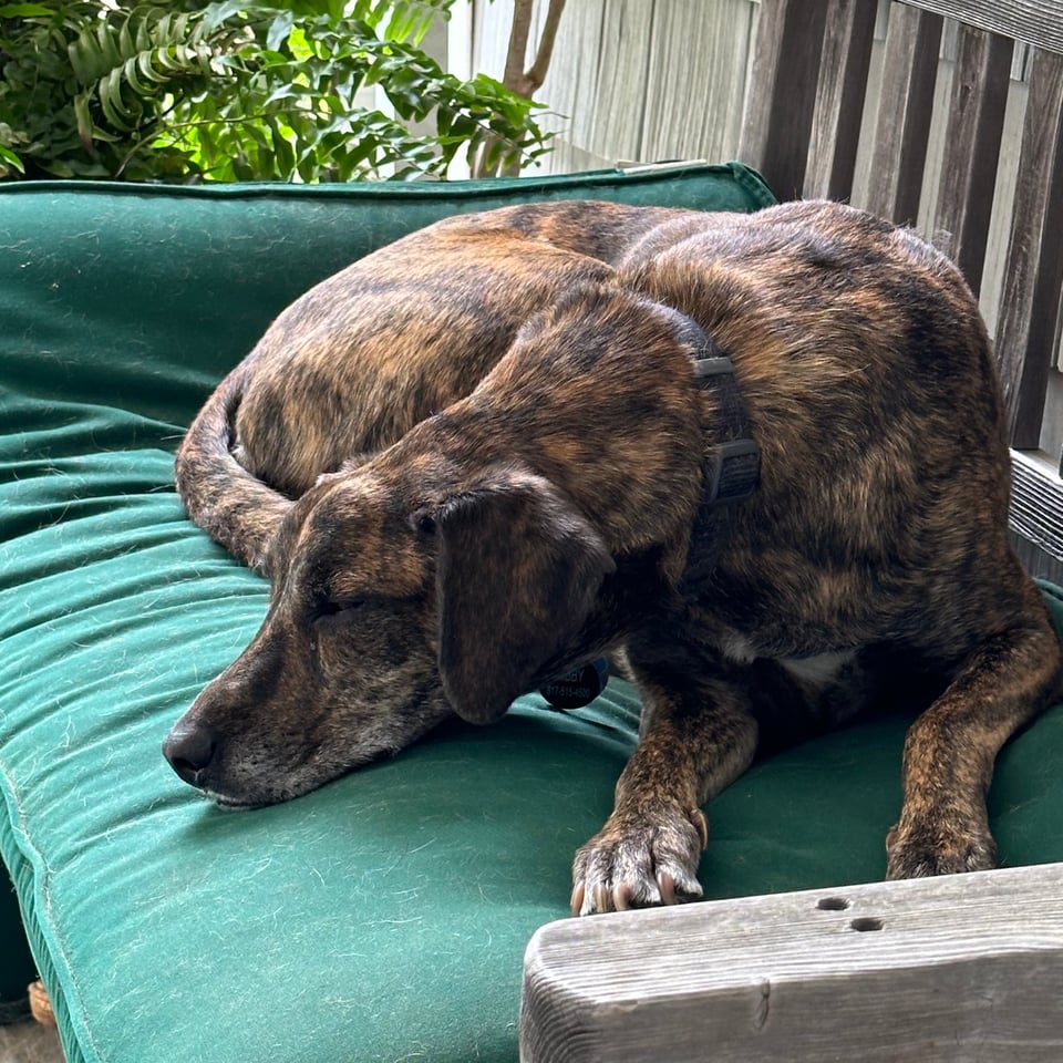 Photo of a brindle mix dog, asleep on a cushion