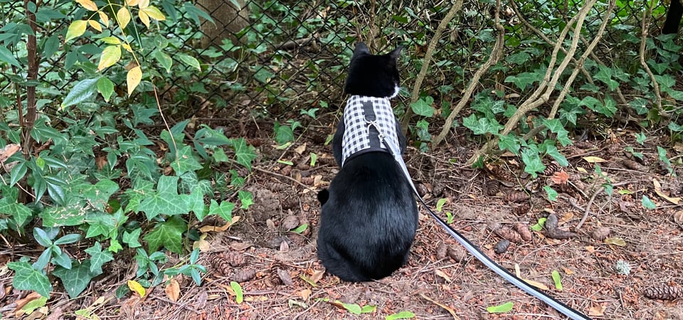 Mira, the best cat, is looking away from the camera into the forest. She longs to explore everything.